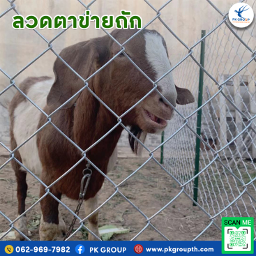 ลวดตาข่ายถัก ใช้ทำคอกสัตว์