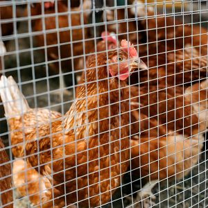 ลวดตาข่าย MT เขียว รูป3