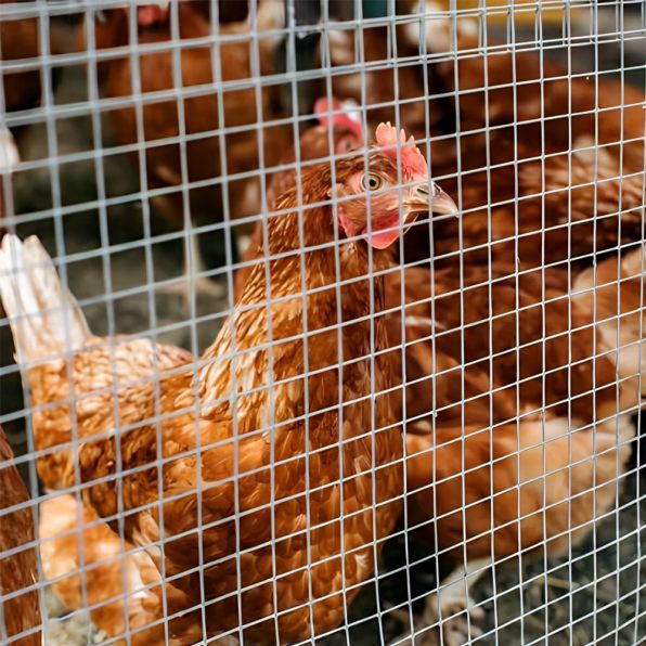 ลวดตาข่าย MT เขียว รูป3