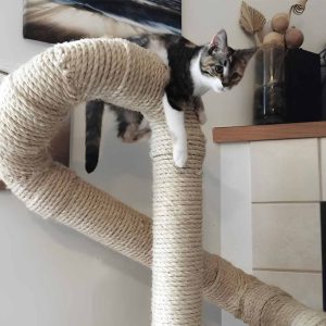 เชือกมะนิลา เชือกมนิลา รูป6