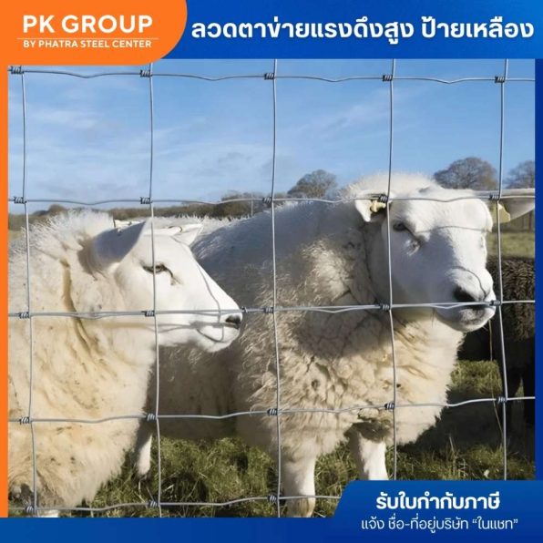 แรงดึงเหลือง-4